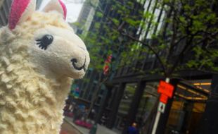 Un lama dans la ville