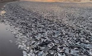 Des dizaines de milliers de poissons morts se sont échoués entre vendredi 9 et lundi 12 juin 2023 sur la plage de Quintana, au Texas (Etats-Unis).