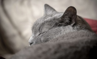 Cette image mignonne de chat n'a qu'un seul but : vous attendrir.