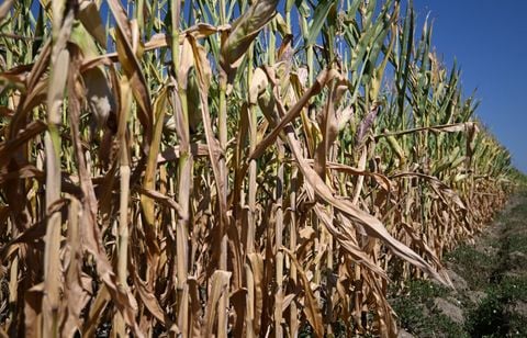 La sécheresse frappe plus de la moitié de l’Europe depuis avril