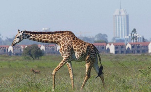 Une girafe dans le parc national de Nairobi, aux abords de la capitale kenyanne.