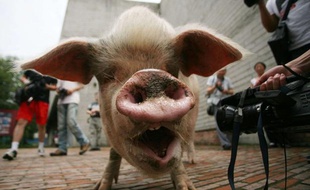 Le cochon Zhu Jianqiang le 17 juin 2010.