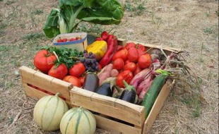 Un panier de légumes bio.