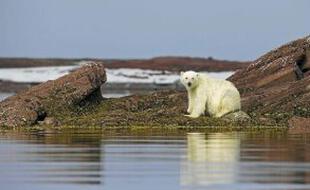Un ours polaire sur l'archipel du Svalbard, en Norvège.