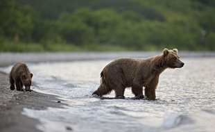 Des ours bruns dans la région du Kamtchatka, en Russie.