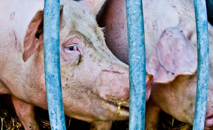 Des porcs d'élevage. Illustration.