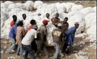 La filière coton au Burkina Faso, premier producteur africain, est au bord de l'asphyxie en raison de la chute des prix mondiaux et désormais les sociétés cotonnières nationales ne peuvent même plus payer les producteurs de ce pays pauvre d'Afrique de l'ouest.