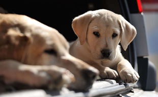 Illustration de labradors.