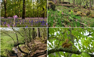 Le printemps en forêt