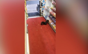 Le voleur de barres chocolatées était un écureuil - Le Rewind (video)