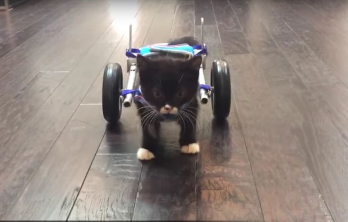 VIDEO. Un chaton amputé des pattes arrière se déplace sur des roulettes
