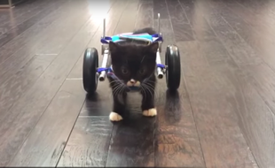 Le chaton Cassidy peut de nouveau se déplacer grâces à des roulettes créées par une imprimante 3D.
