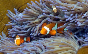 Des poissons nageant à travers le corail dans la grande barrière en Australie le 22 septembre 2014