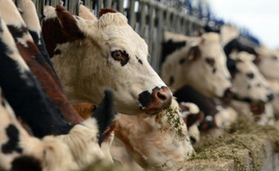 Des vaches normandes mangent de la luzerne avant d'être traites, le 23 octobre 2015, dans une ferme de Courcité, en Mayenne