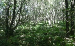 Quel avenir pour la forêt de Chambaran ?
