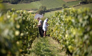 En dépit de la crise, les transactions de domaines viticoles français se multiplient: les surfaces cédées ont doublé en vingt ans et le prix moyen par hectare a été multiplié par trois, selon une étude publiée mardi par le réseau Vinéa, spécialiste sur ce marché.