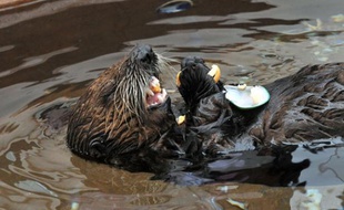 Illustration d'une loutre de cinq mois, retrouvée sur un plage californienne et soignée au parc Sea World de San Diego.
