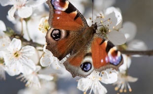 Un papillon Paon-du-jour photographié en Allemagne.