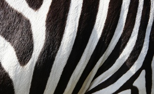 La robe du zèbre se caractérise par ses rayures verticales noires et blanches.