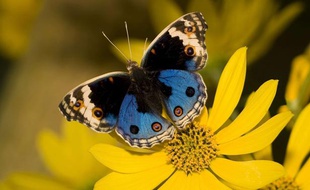 Un papillon pollinise une fleur.