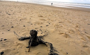 Illustration d'un oiseau mazouté. Ici sur la plage du Grand Crohot près de Lège-Cap-Ferret, le 04 janvier 2003.