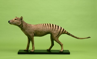 Le thylacine est aussi appelé Tigre de Tasmanie.