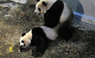 Accouplement de deux pandas au zoo de Tokyo, le 11 mars 2013.