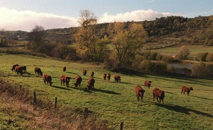 Elevage de vaches Salers à La Pessade, dans l'Ardèche.