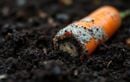 Cet indice souvent ignoré dans la terre annonce que vos carottes risquent de pourrir avant la récolte cet automne