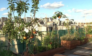 Tomates, pommes, fraises: sur le toit de l'école AgroParisTech, des passionnés ont créé un immense potager qui sert de laboratoire pour trouver la meilleure façon de cultiver en ville.