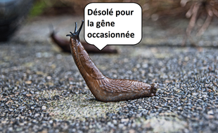 Une limace.