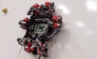 Le robot-gecko Abigaille.