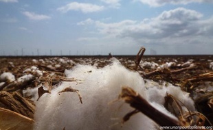 Fibres de coton au milieu de la propriété des Pepper, au Texas.
