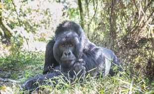 Un gorille des montagnes en Ouganda (illustration).