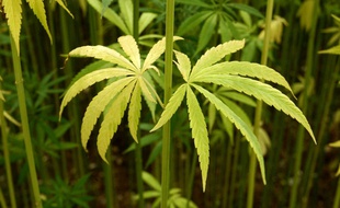 Les policiers sont tombés sur près de 1.000 pieds de cannabis, dimanche dans le nord de Toulouse. Illustration.