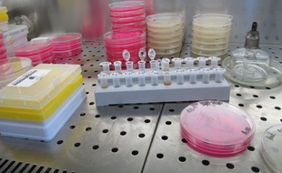 Des cultures de bactéries en laboratoire. Illustration.