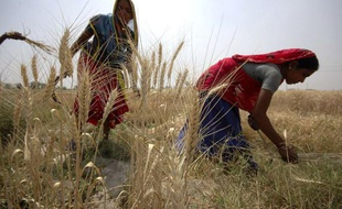 Récolte de blé en Inde, en mars 2009.