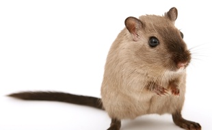 Une patiente de l’hôpital Tenon, situé dans le 20e arrondissement de Paris, a filmé le 15 avril des souris en train de courir dans sa chambre.
