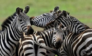 Les réserves animalières du Serengeti et du Masaï Mara, séparées par la rivière Mara, forment un seul écosystème et abritent une migration unique au monde par sa taille: en juillet-août, les gnous, zèbres et autre gazelles traversent la rivière, infestée de crocodiles, pour aller chercher des pâturages disponibles dans le Mara.