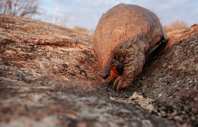 Que pensez-vous du virus qui sevit en chine actuellement? - Page 3 640x410_pangolin-transmis-virus-homme