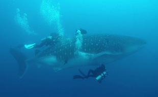 Un requin-baleine dans l'archipel des Galapagos.