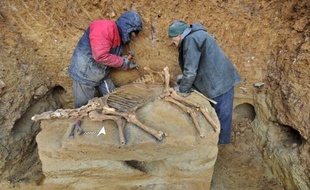 Le squelette d'un cheval préhistorique, dans "un état de conservation parfait" malgré ses plus de 100.000 ans, a été mis au jour par un agriculteur dans le Puy-de-Dôme, a indiqué mardi la Direction régionale des affaires culturelles (Drac).