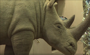 Un rhinocéros géant a été fabriqué par un pâtissier de Thoiry (Illustration).