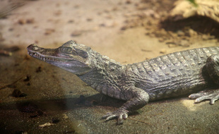 Certains particuliers abandonnent même des crocodiles.