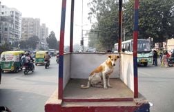 En Inde, la justice exige le placement des nombreux chiens errants dans des…