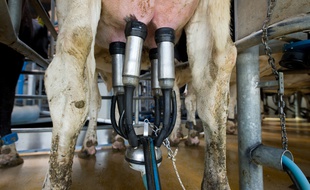 Jouy-en-Josas le 20 mai 2011. Ferme du Viltain. Elevage de bovins vaches laitières. (illustration)