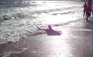 Le requin échoué sur la plage de la Baule