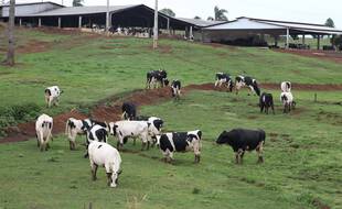 Des vaches au Brésil (illustration).