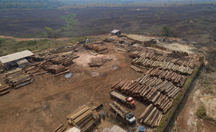 Déforestation au Brésil (illustration).