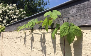 Plan de houblon chez Pierre-Édouard Martin à Lille-Hellemmes